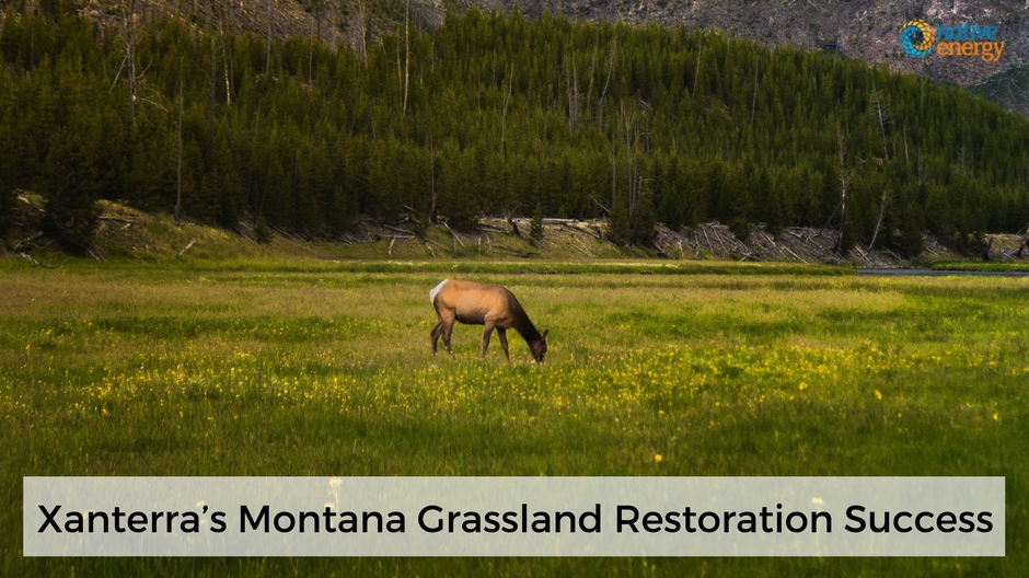 Xanterra’s Montana Grassland Restoration Success