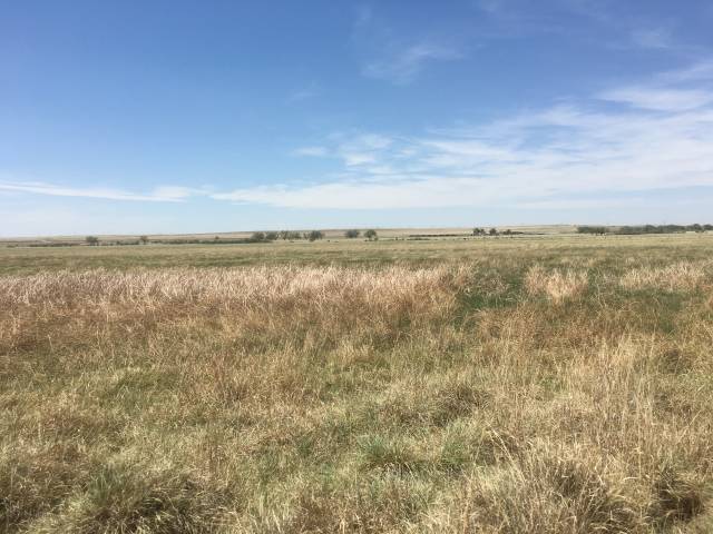 May Ranch Avoided Grassland Conversion Project - Native