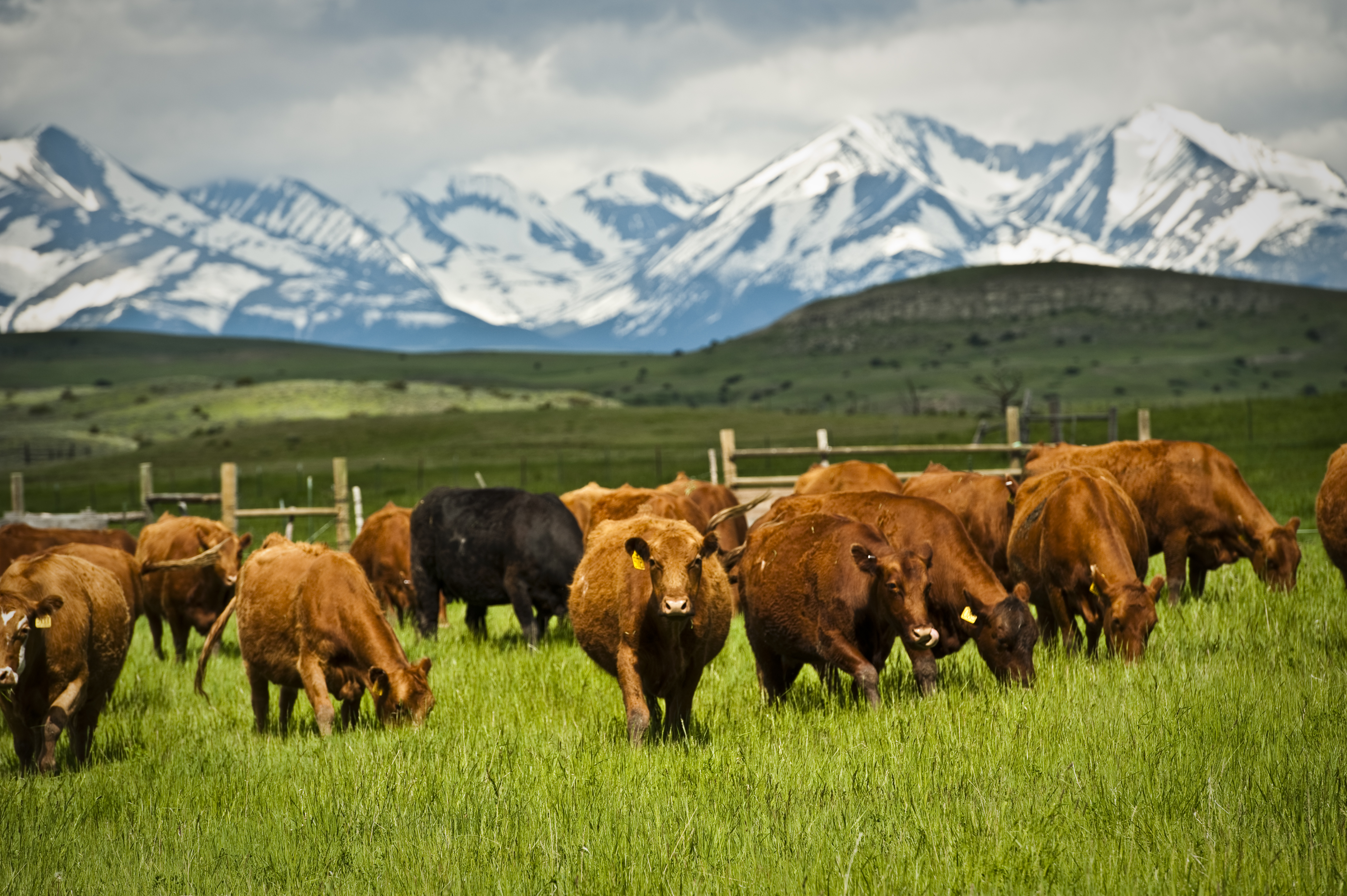 The Blake's Red Angus and Black Angus cattle backed by the Crazy Mountains.