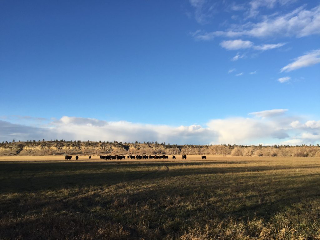 Northern Great Plains Regenerative Grazing Carbon Project