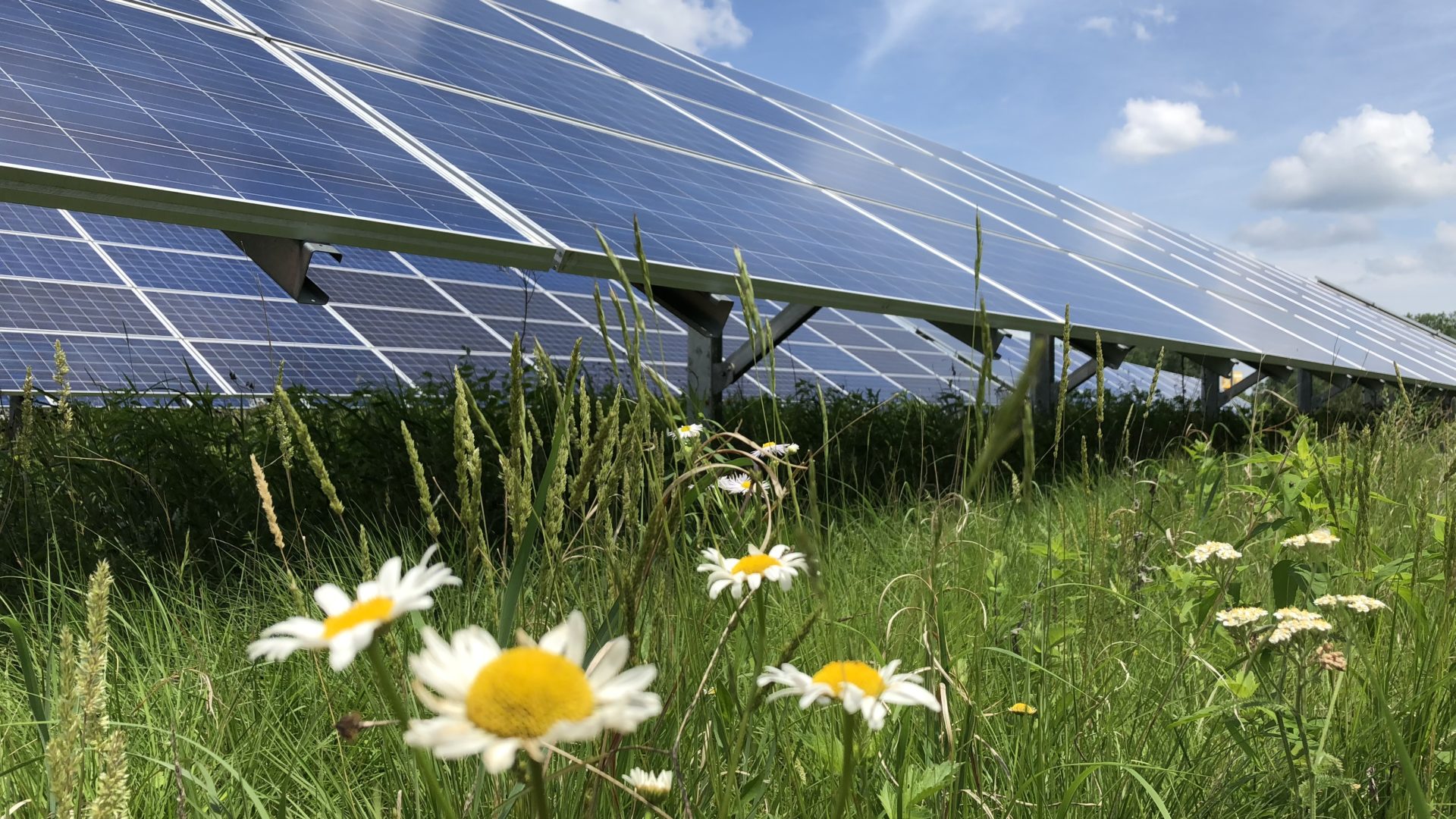 Sweeten the Impact of Your Solar Array: Add a Pollinator Habitat - Native