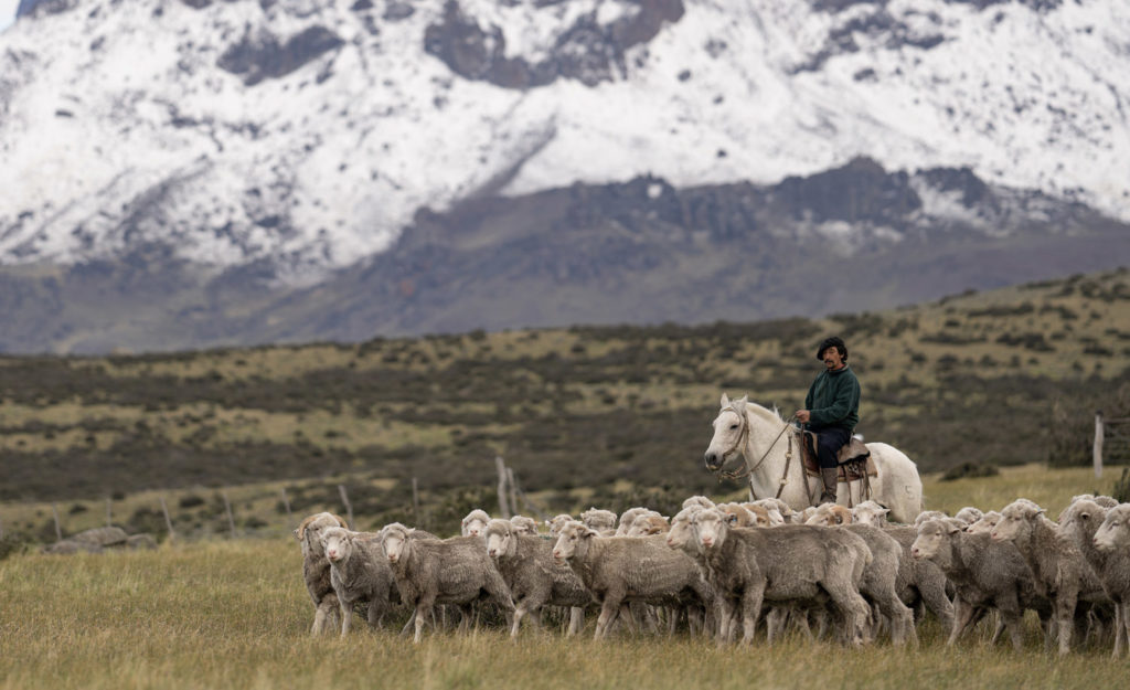 Herding sheep in Patagonia