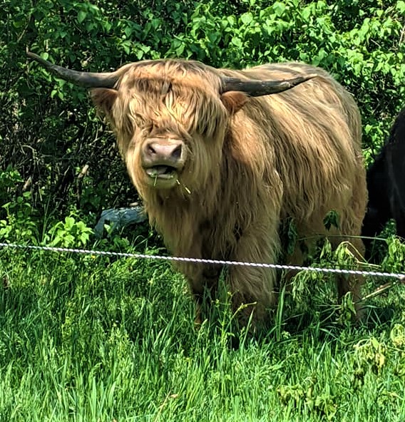 Highland cow at Full Belly Farm