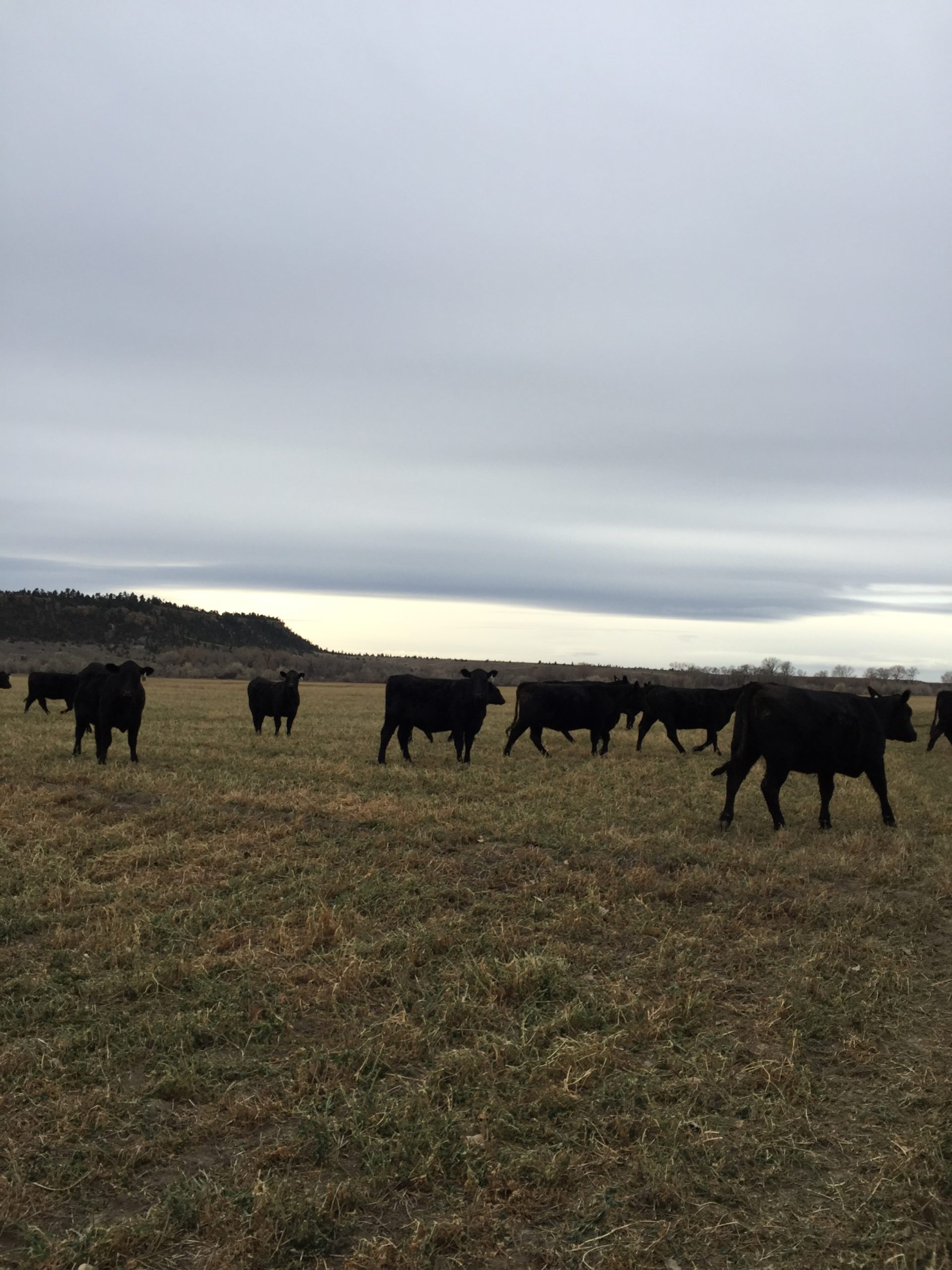 Cattle roaming in the northern great plains