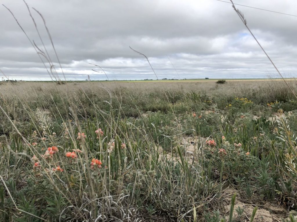 Wildflowers are growing in a Montana pasture that has implemented regenerative grazing practices