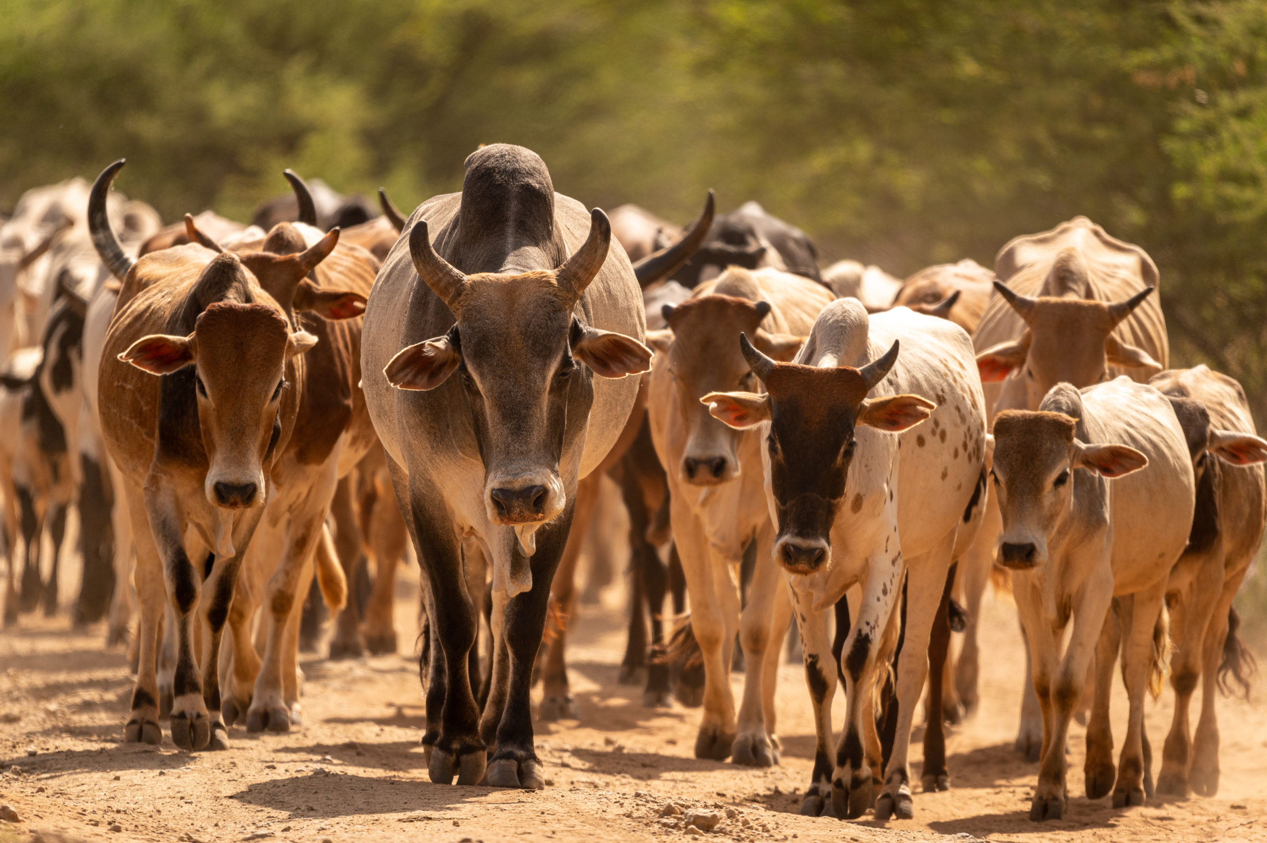 Cattle in Northern Kenya