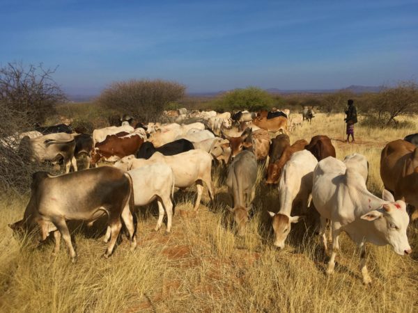 Northern Kenya Rangelands Project - Native