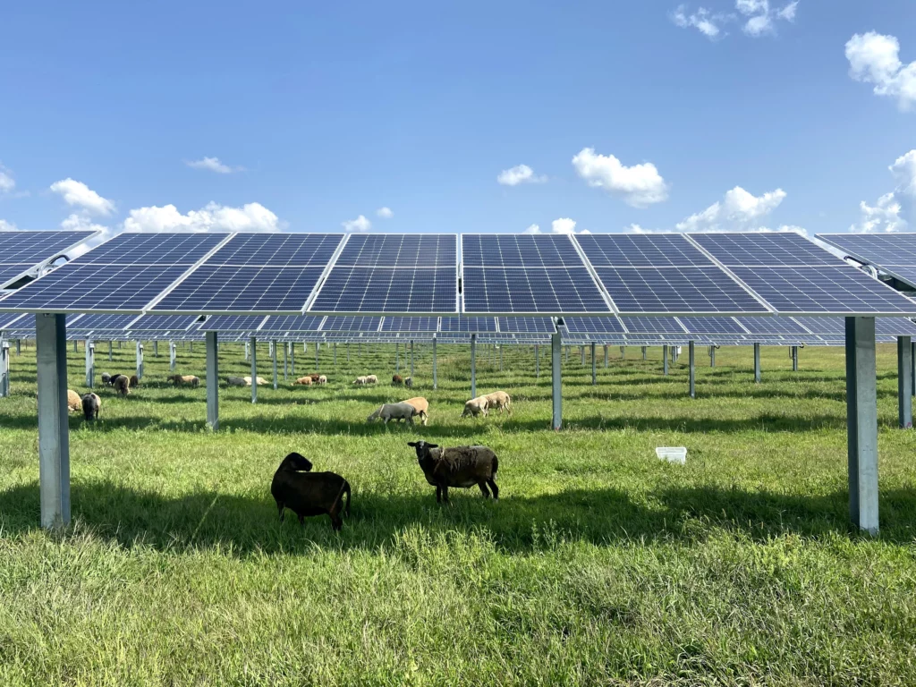 Sheep shaded under solar panels