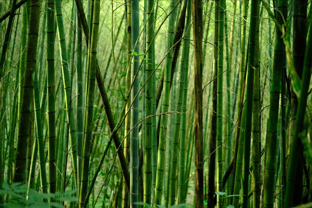 A bamboo forest. Bamboo has grown in Uganda for a long time, with two species native to the region.