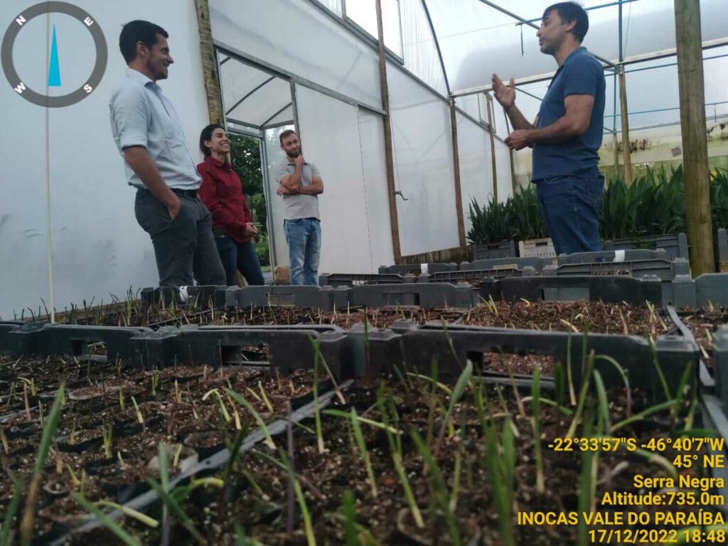 Palm seedlings sprout in a greenhouse for the Brazil Pastureland Regeneration with Native Palm Silvopasture Project