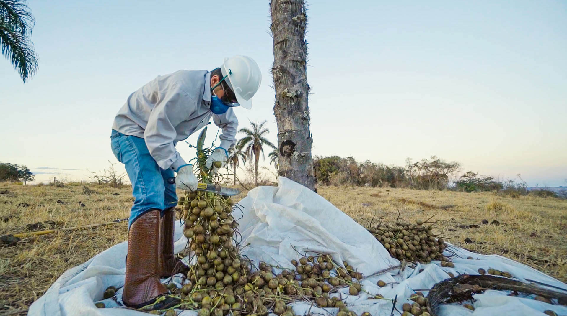 A Brazilian man in a hardhat harvests the palm nuts using a knife