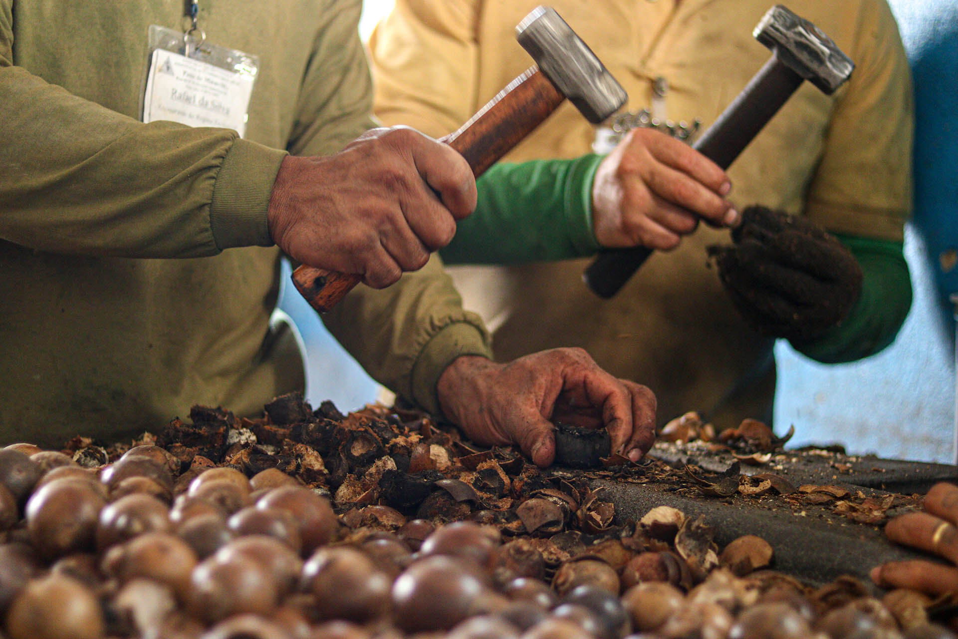 Participants in Brazil’s work program for the incarcerated (APAC) are employed to crack the Macaúba nuts with hammers, releasing the seed embryo which will germinate in a lab.