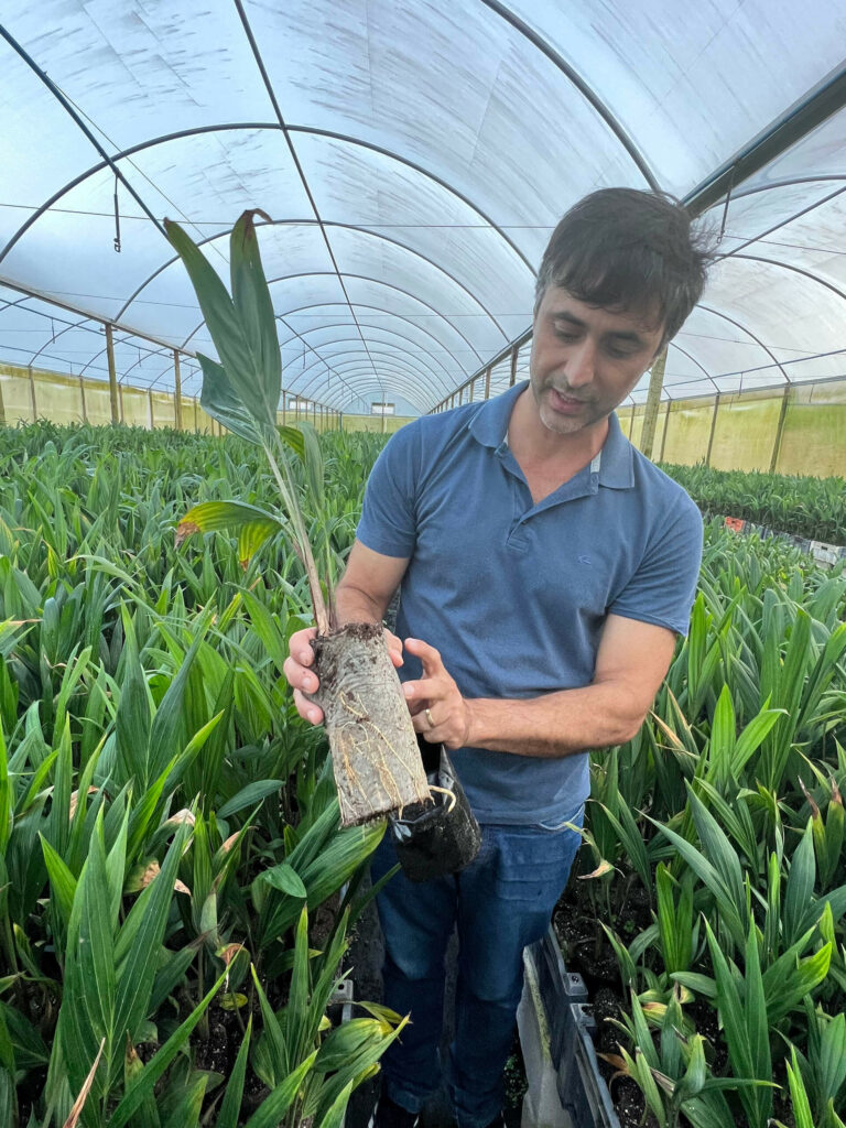 A farmer checks root health of a native Macaúba palm seedling in a greenhouse