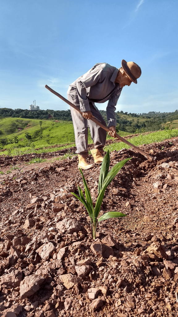 A Brazilian farmer loosens the soil with a hoe to plant Macaúba palm seedlings