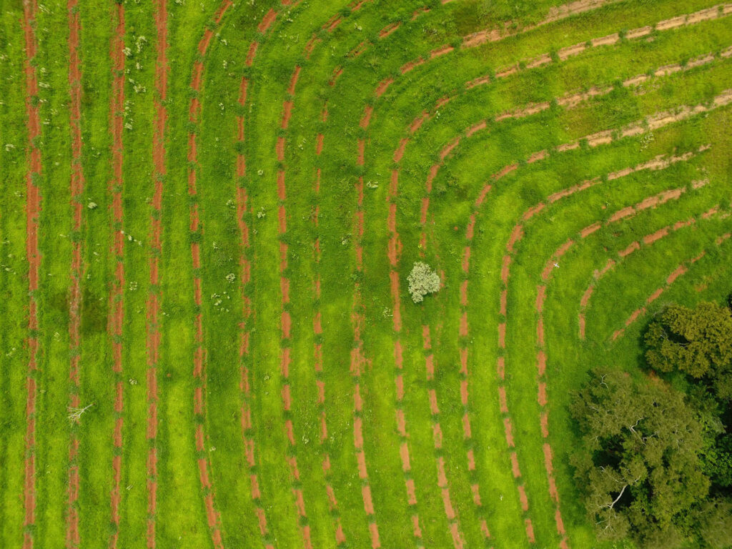 An aerial view of the palm fields in Vale do Paraiba, Brazil