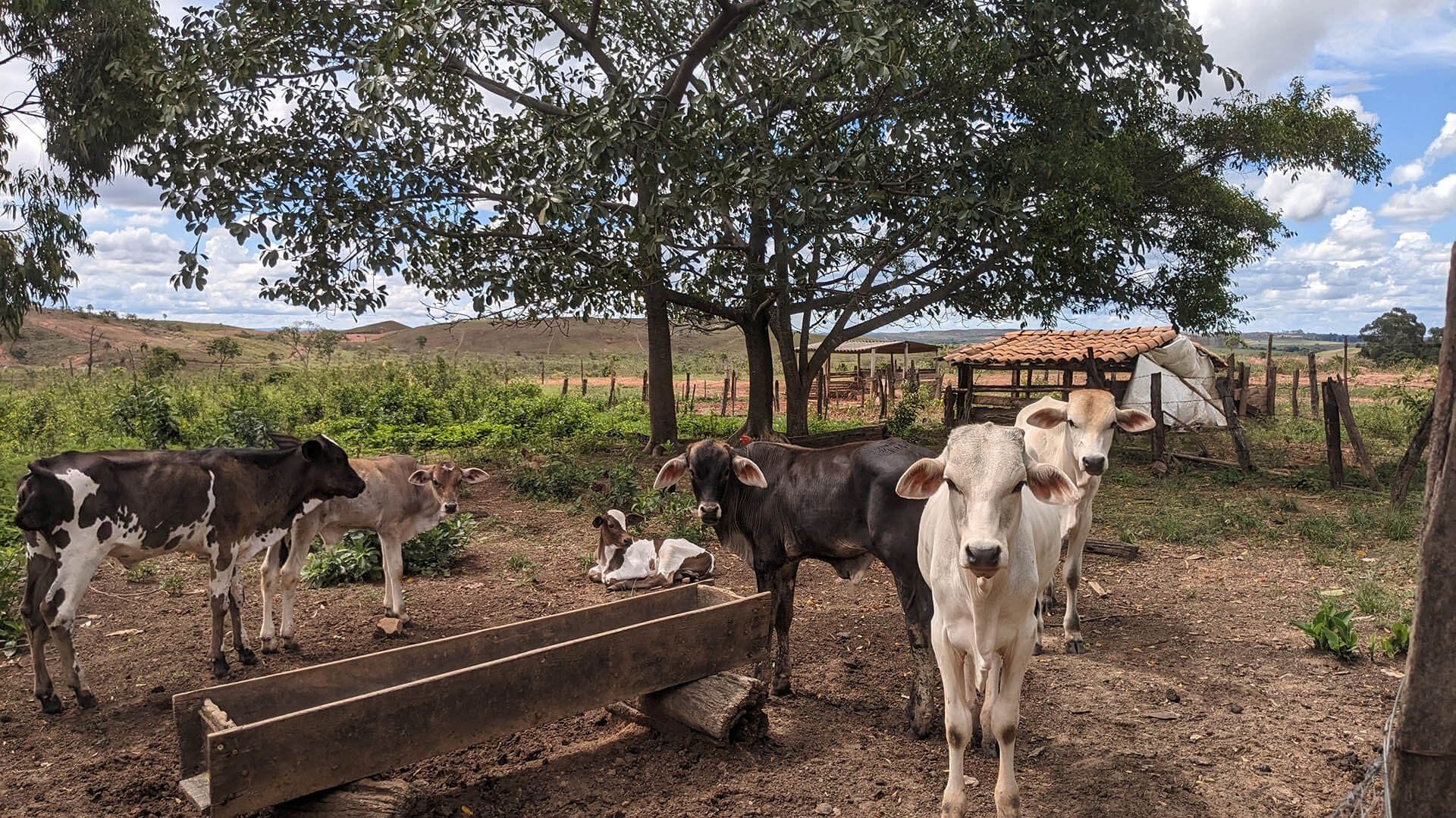 Cows feed at a trough on one of more than 100 farms participating in the Brazil Pastureland Regeneration with Native Palm Silvopasture Project