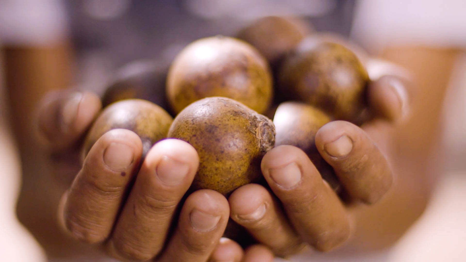 A farmer's cupped hands hold Macaúba nuts, harvested as a part of the Brazil Pastureland Regeneration with Native Palm Silvopasture Project | Native