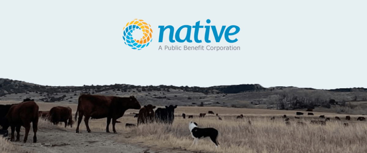 Northern Great Plains Regenerative Grazing Project - Cattle roam on a pasture in Montana