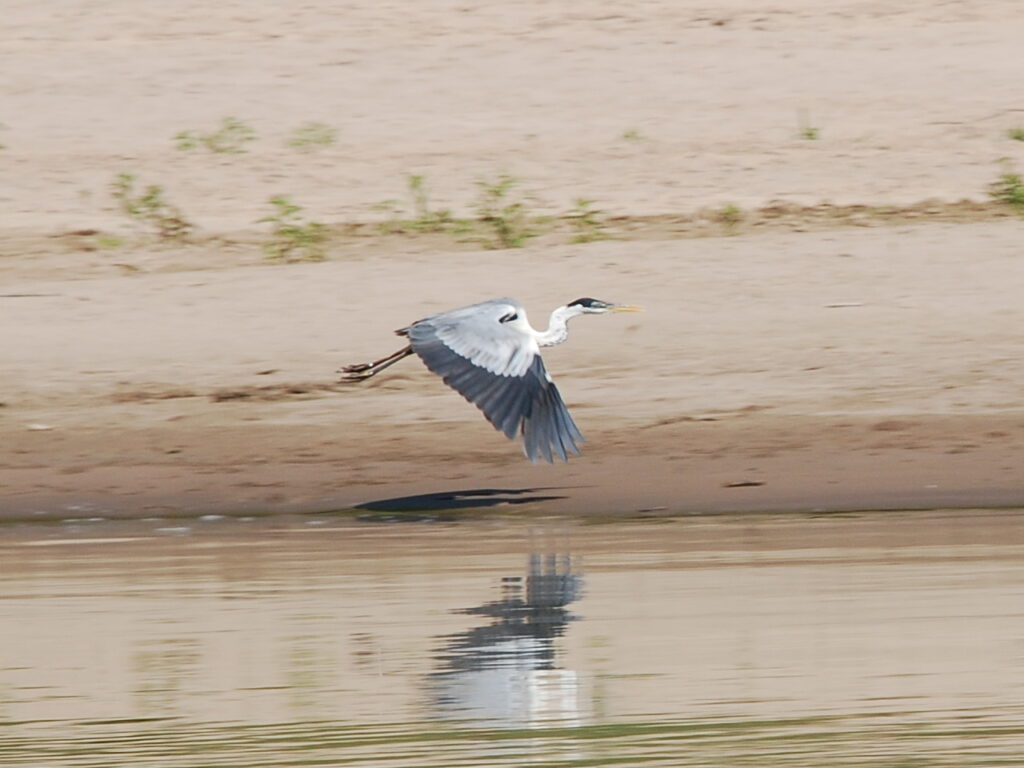 A heron flying over the coastline in the Envira Amazonia climate project area